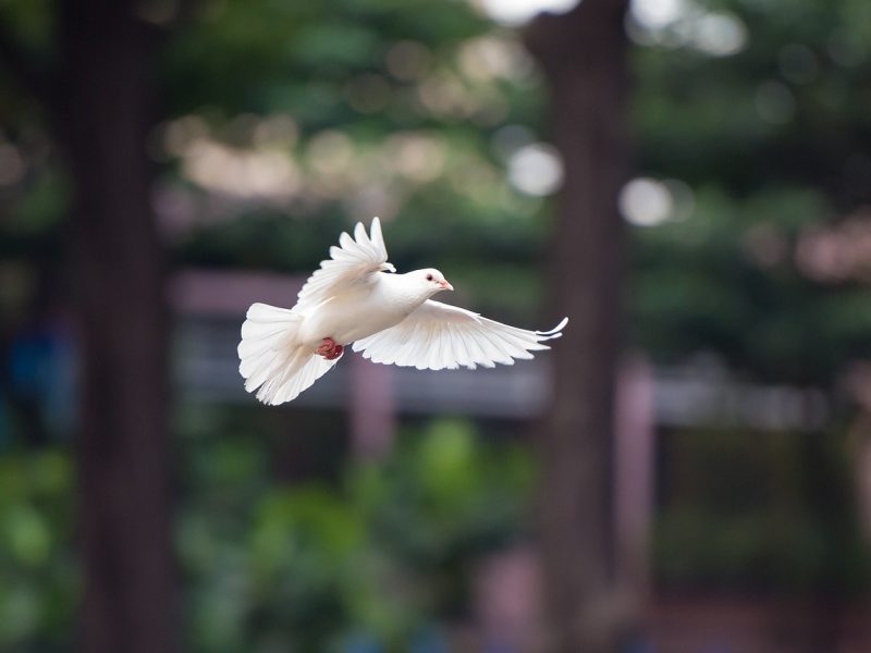 bird-4062359_1280